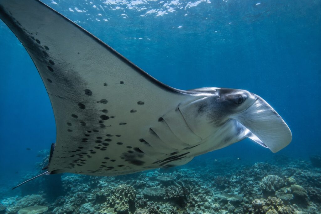 Manta Ray Conservation 2026- Earth Raise